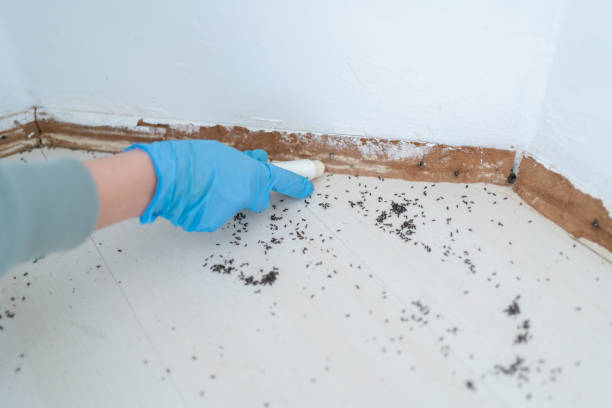 Best Exterminator Services  in Las Lomas, CA