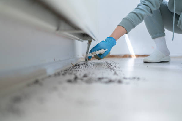 Best Affordable Pest Control Services  in Las Lomas, CA